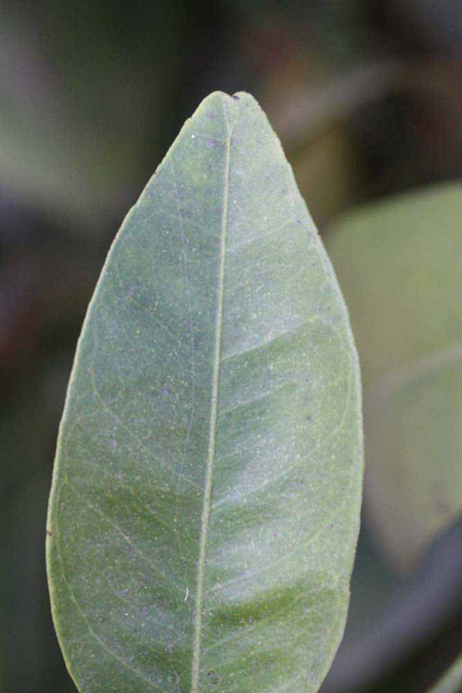              Margin (Riverside, CA)       